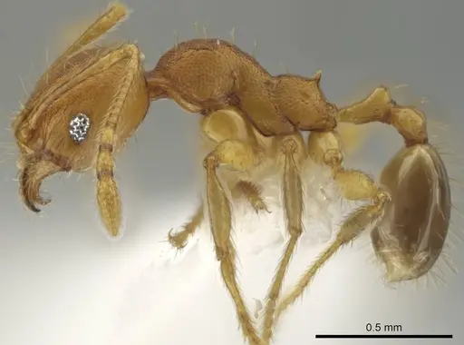Pheidole costaricensis specimen