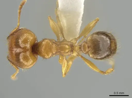 Pheidole costaricensis - CASENT0637143