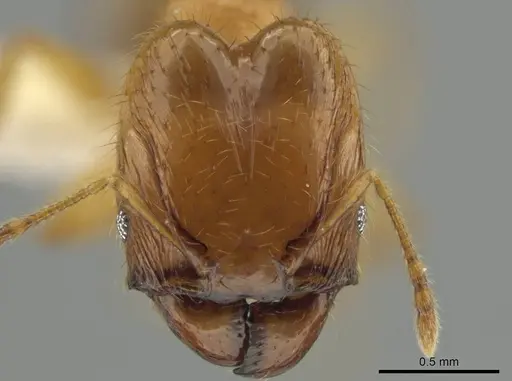 Pheidole costaricensis - CASENT0637143