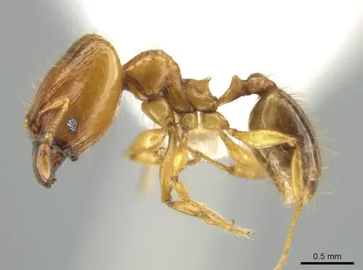 Pheidole costaricensis - CASENT0637143