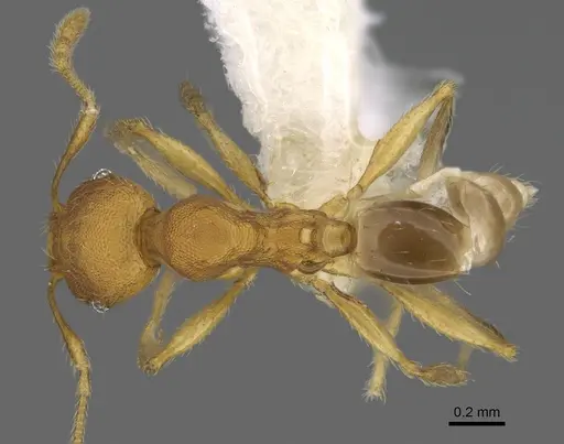 Pheidole costaricensis - CASENT0646644