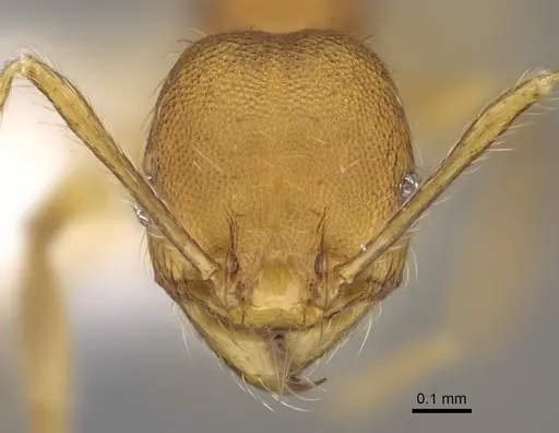 Pheidole costaricensis - CASENT0646644