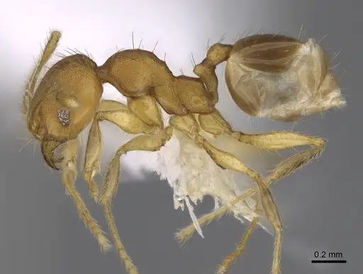 Pheidole costaricensis - CASENT0646644