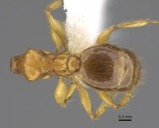 Pheidole costaricensis - CASENT0646645