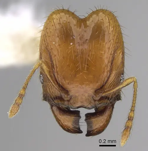 Pheidole costaricensis - CASENT0646645