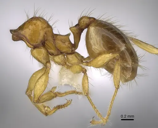Pheidole costaricensis - CASENT0646645