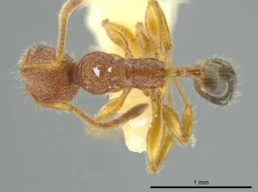 Pheidole coveri specimen