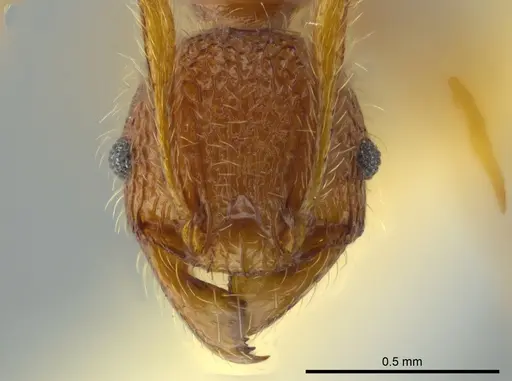 Pheidole coveri specimen