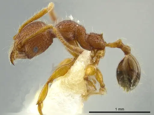 Pheidole coveri specimen