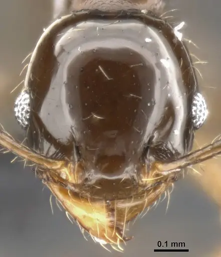 Pheidole cramptoni specimen