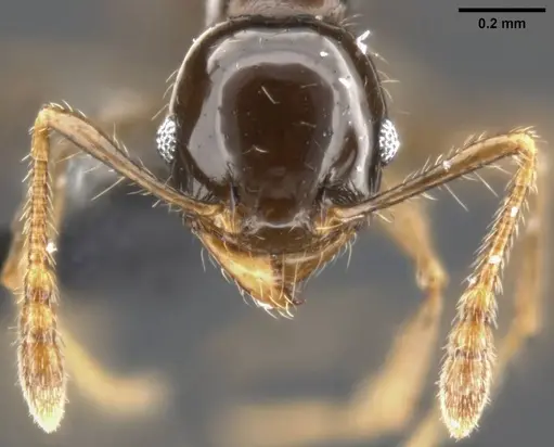 Pheidole cramptoni specimen