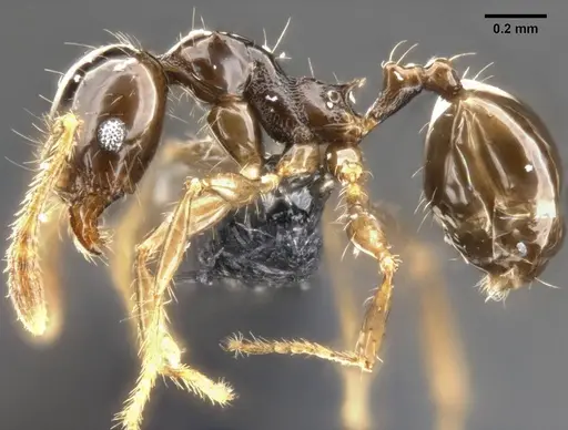 Pheidole cramptoni - CASENT0282957