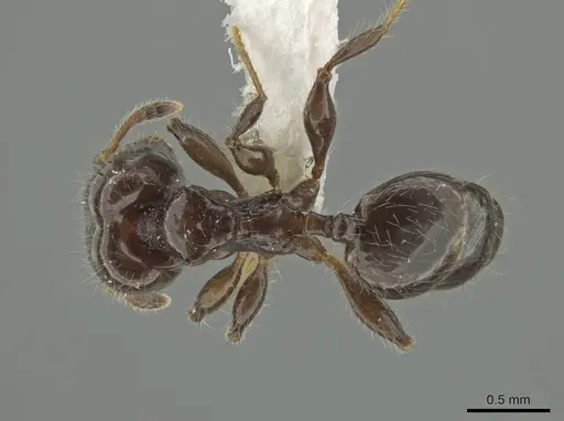 Pheidole cramptoni - CASENT0629353