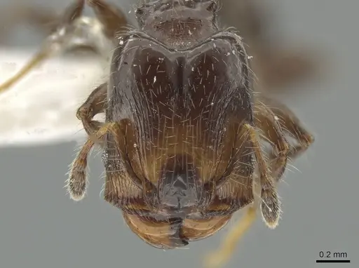Pheidole cramptoni - CASENT0629353
