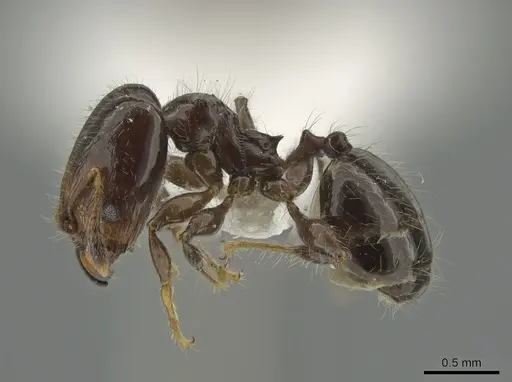 Pheidole cramptoni - CASENT0629353