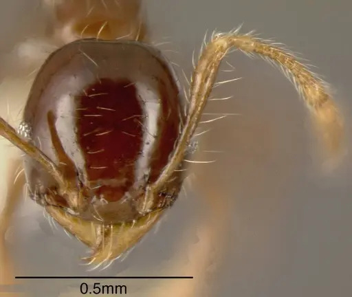 Pheidole cramptoni - CASENT0635457
