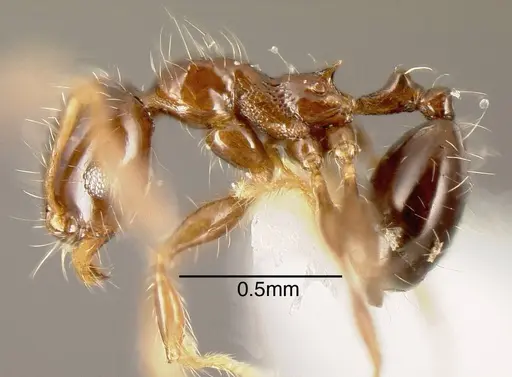 Pheidole cramptoni - CASENT0635457
