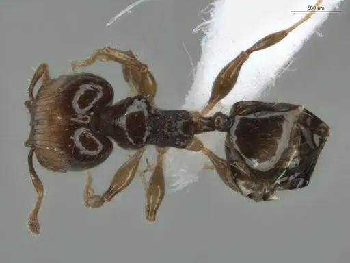 Pheidole cramptoni - ECOFOG-GAL18-0159-23-S