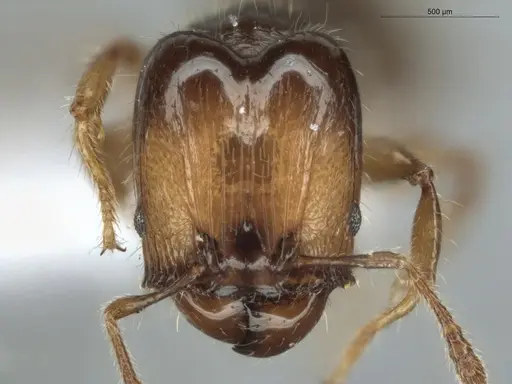 Pheidole cramptoni - ECOFOG-GAL18-0159-23-S