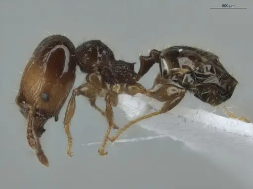 Pheidole cramptoni - ECOFOG-GAL18-0159-23-S