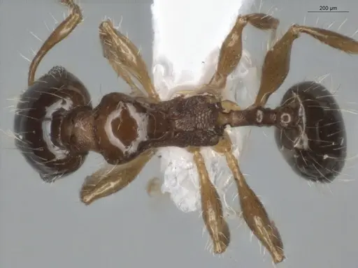 Pheidole cramptoni - ECOFOG-IT14-0069-44