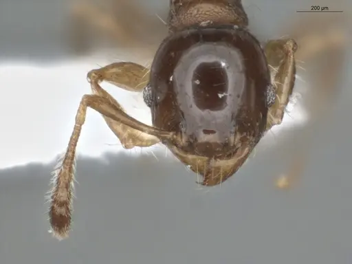 Pheidole cramptoni - ECOFOG-IT14-0069-44