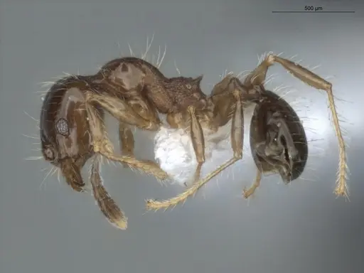 Pheidole cramptoni - ECOFOG-IT14-0069-44