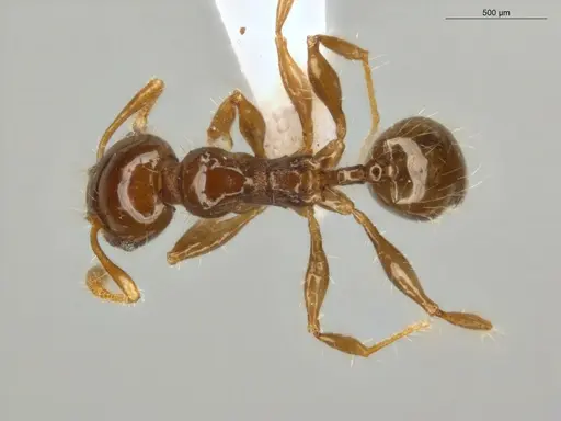Pheidole cramptoni - ECOFOG-MI15-0134-26