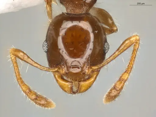 Pheidole cramptoni - ECOFOG-MI15-0134-26