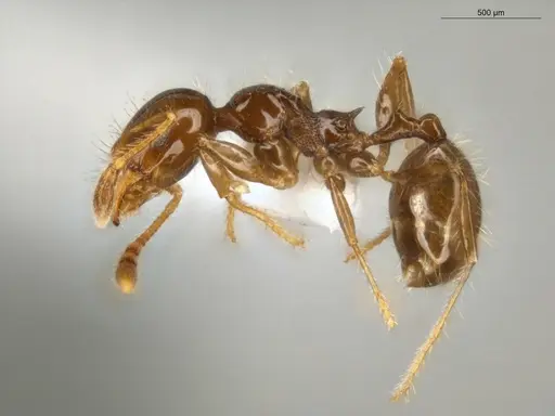 Pheidole cramptoni - ECOFOG-MI15-0134-26