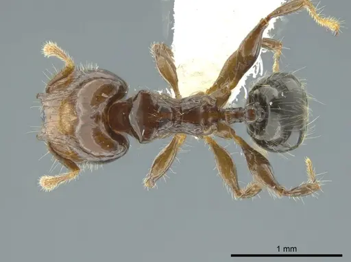 Pheidole cramptoni - INB0003613109