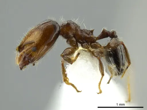 Pheidole cramptoni - INB0003613109