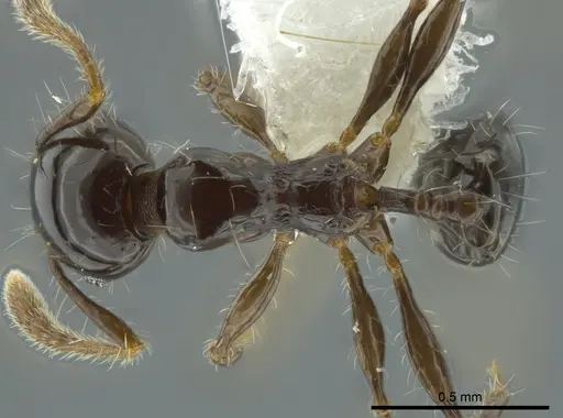 Pheidole cramptoni - INB0003613114