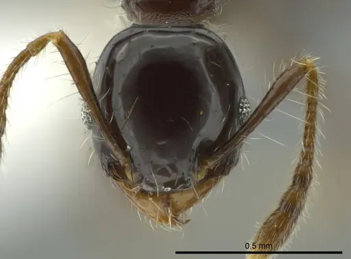 Pheidole cramptoni - INB0003613114