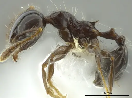 Pheidole cramptoni - INB0003613114