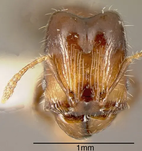 Pheidole cramptoni - INBIOCRI001282205