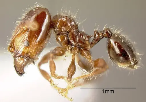 Pheidole cramptoni - INBIOCRI001282205