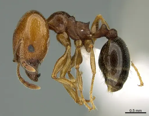 Pheidole crassicornis specimen