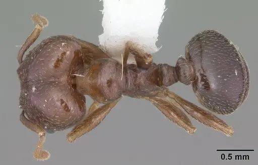 Pheidole crassicornis - CASENT0104291