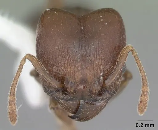 Pheidole crassicornis - CASENT0104291