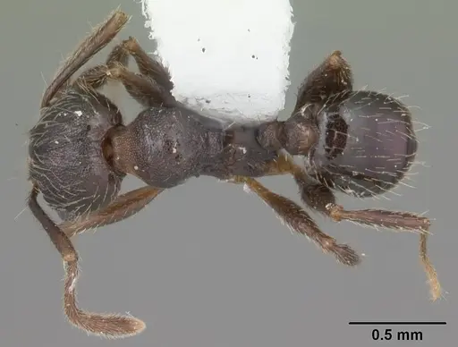 Pheidole crassicornis - CASENT0104292