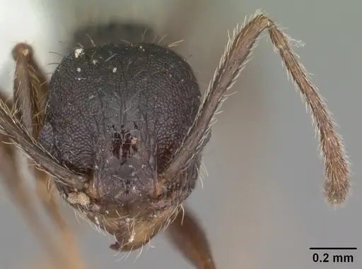 Pheidole crassicornis - CASENT0104292