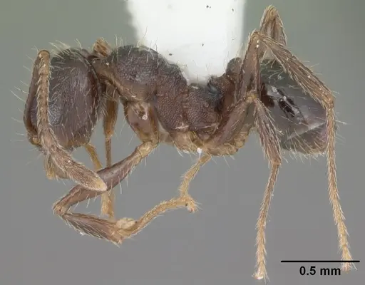 Pheidole crassicornis - CASENT0104292