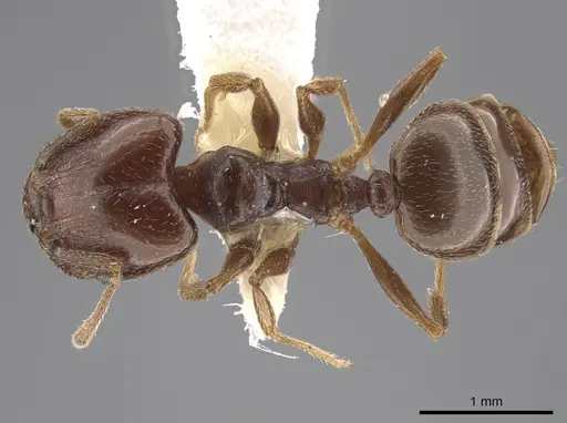 Pheidole crassicornis - CASENT0635945