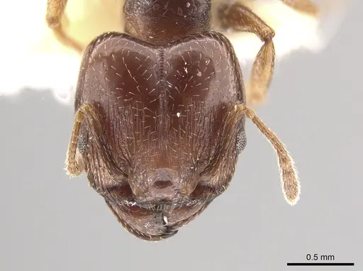 Pheidole crassicornis - CASENT0635945