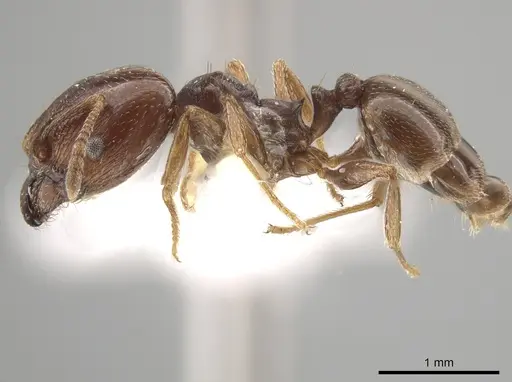 Pheidole crassicornis - CASENT0635945