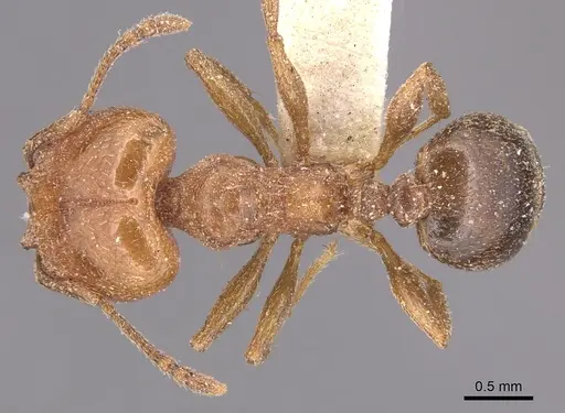 Pheidole crassicornis - CASENT0904432