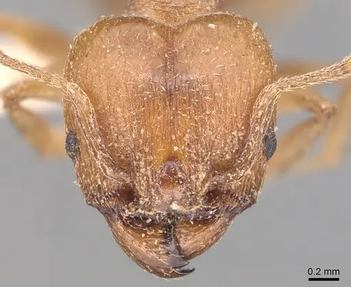 Pheidole crassicornis - CASENT0904432