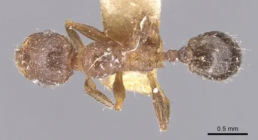 Pheidole crassicornis - CASENT0904433