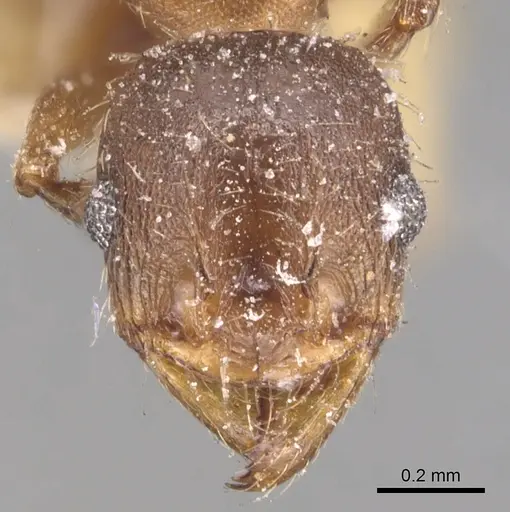 Pheidole crassicornis - CASENT0904433